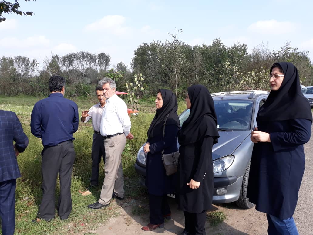تداوم عملیات شخم و آماده سازی زمین جهت کاشت کلزا در شهرستان لاهیجان
